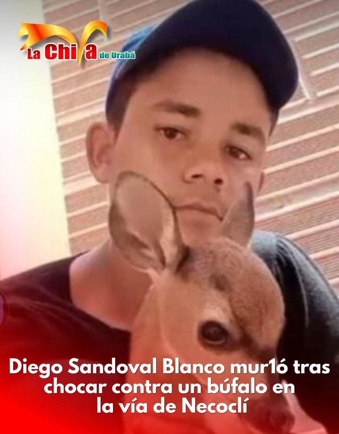 Motociclista murió tras chocar contra un búfalo en la vía al aeropuerto de Necoclí