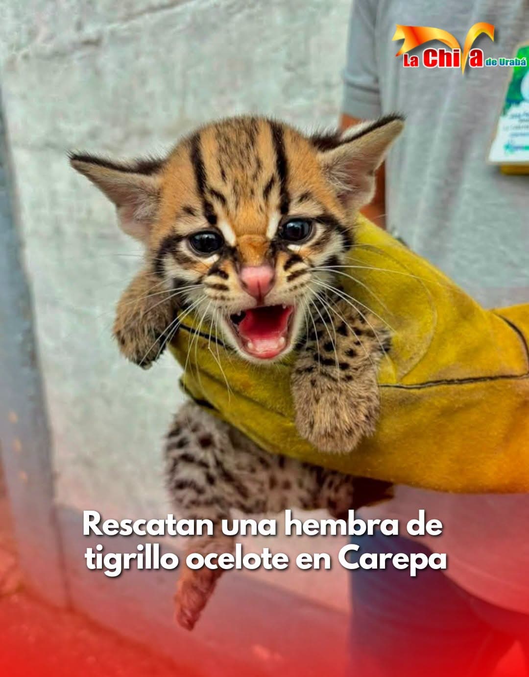 Rescataron una hembra de tigrillo Ocelote en Carepa y quedó bajo protección de Corpourabá